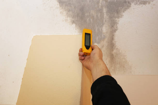 Best Environmental Consulting for Mold Prevention  in Bristol, VA