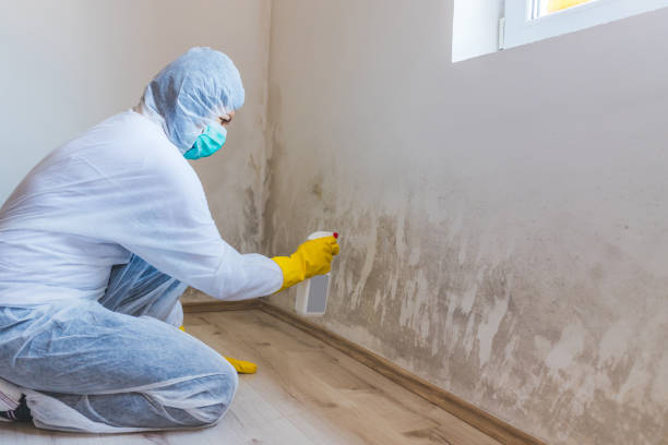 Professional Mold Removal in Bristol, VA