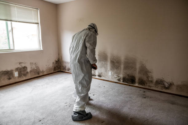 Best Emergency Mold Remediation  in Bristol, VA